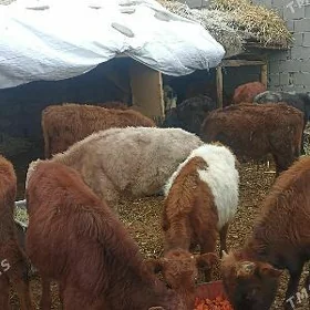 öküzçe tüwe öküz göle