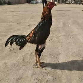 juja