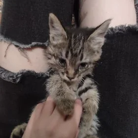 отдам в добрые руки