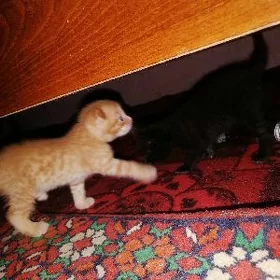 Шотландцы здесь