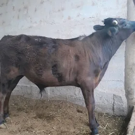 öküz şikes gibrit