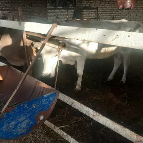 sygyrlar we öküzler