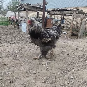 тройка двойка товуклар