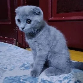 pişik kotyata  shotlandski PKK