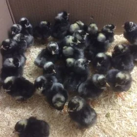 Dominant jüýjeAtak-s jüýje