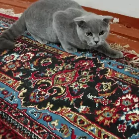Paroda pişik