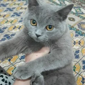 Şatland tohum pişik