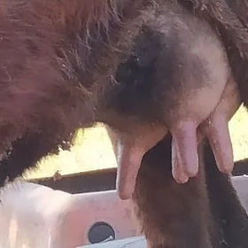 саглык сыгыр