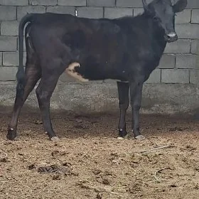 tuweleler çorny piyastura