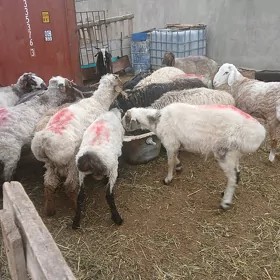 гоч ишшек теке