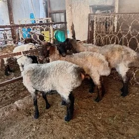 Işşek
