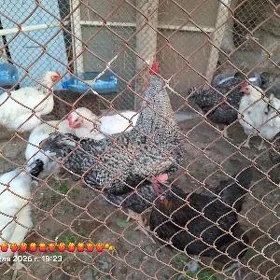 14 санак дайов товук