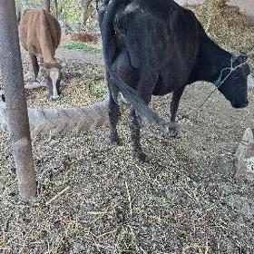 gibrit  sagmal 22 ltr