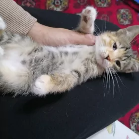 милая трёхцветочка