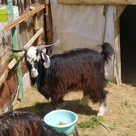 geci teke козел