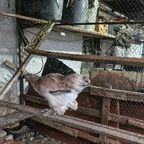 bolgar  taşgent yumurtga