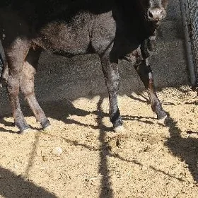 tuwe tuweler çorny piyastura