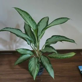 Монстера, аглонемат