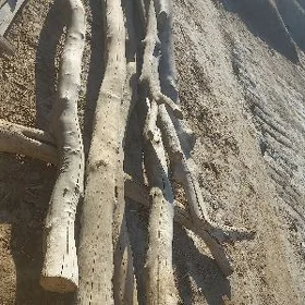 hada agaç hada agaç