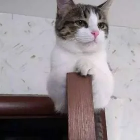 Котёнок - мальчик