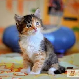 Котёнок - девочка,,Анфиса"