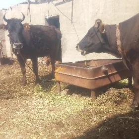 gulajyn goleli bogoz