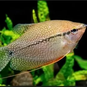 ЖЕМЧУЖЕННАЯ ГУРАМИ