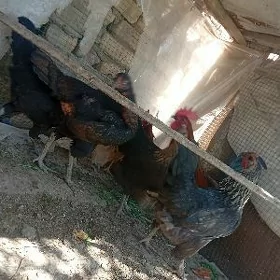 dogup duran towuklar