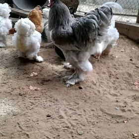 brama towuklan ÿumurtksy