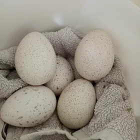 Яйца афганских индюков