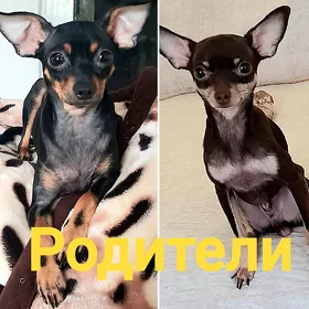 Русский той тертер