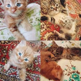 котята