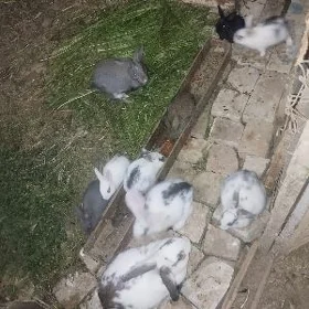 Towsan Towşan welikan