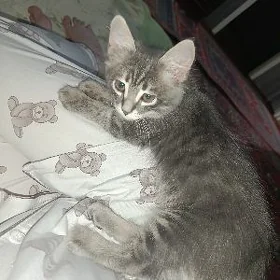 Отдам в добрые руки