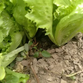 Kwrçik Salatny List