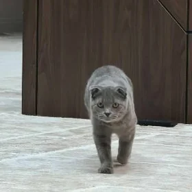 кот на вязку
