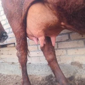 Arassa burlat göleli sygyr