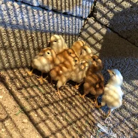 Lohman towuk legorin juje