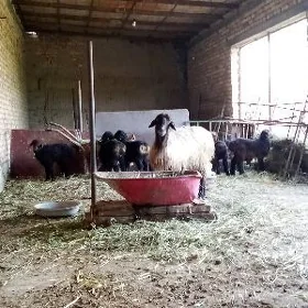 Goýun Geçiler Ekiz Guzu we Owl