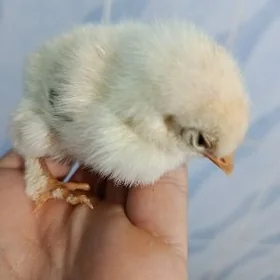 Brama Türkmen garysan