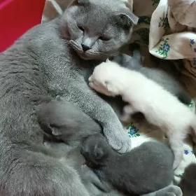 шатланский