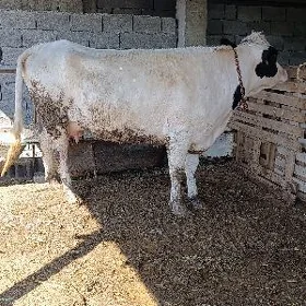 arginal ala göleli sygyr