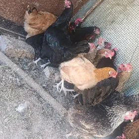 GEGANT BROŶ TOWUKLAR