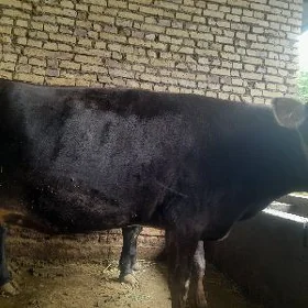 bakılan öküz sygyr