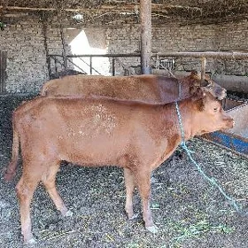 BURLAT. ÖKÜZ. WE. UNAJYN