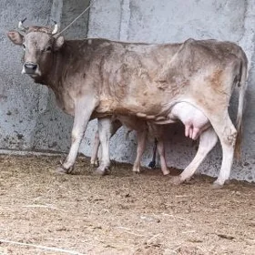 Arginal Göleli Sygyr