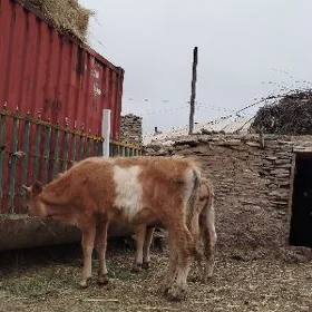 Simental öküzler sygyr