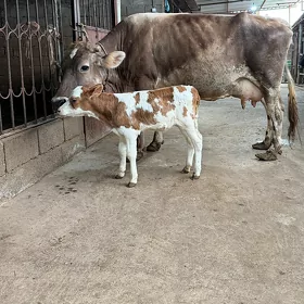 Satlyk göleli sygyr