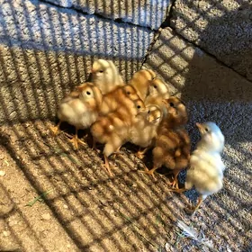 Lohman towuk legorin juje