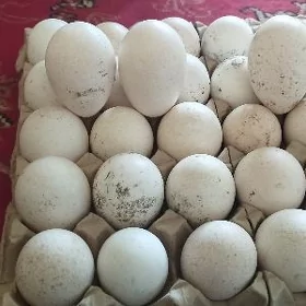 ýumurtga we induklar